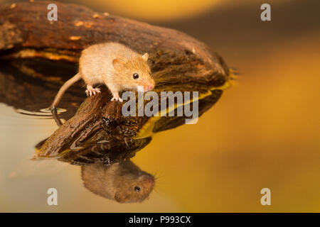 Harvest Mouse riflessione di acqua Foto Stock