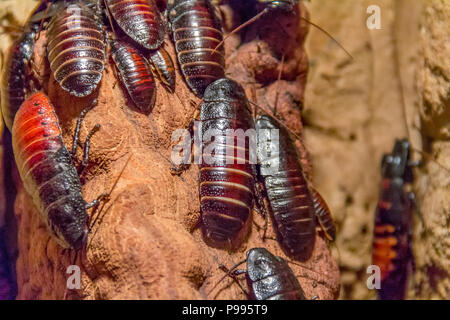 Partite del Madagascar sibili scarafaggi in ambiente naturale Foto Stock