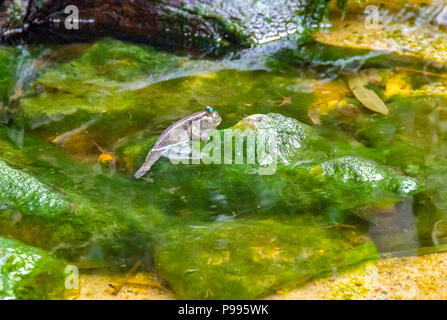 Un pesce mudskipper ripariali in ambiente umido Foto Stock
