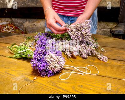 Ragazza preparare aromatici di erbe officinali per camere da letto. Bel mazzo di lavanda fresca (Lavandula angustifolia) Foto Stock