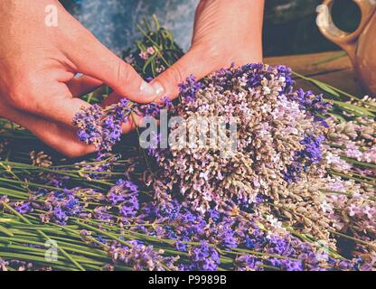 Ragazza preparare aromatici di erbe officinali per camere da letto. Bel mazzo di lavanda fresca (Lavandula angustifolia) Foto Stock