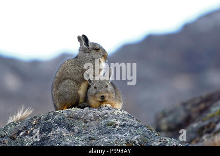 Vizcacha peruana (Lagidium Peruanum) Foto Stock