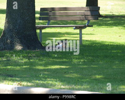 Non è ciò che si pensa. Furbo fabbricare lo scoiattolo Foto Stock