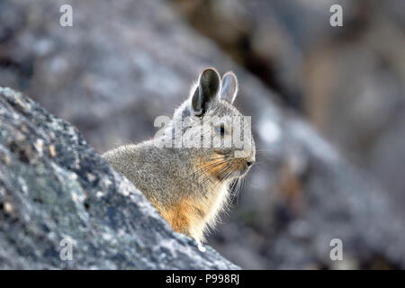 Vizcacha peruana (Lagidium Peruanum) Foto Stock