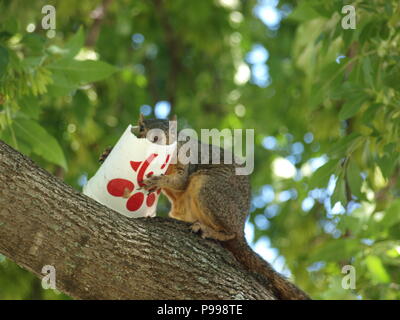 Non è ciò che si pensa. Furbo fabbricare lo scoiattolo Foto Stock