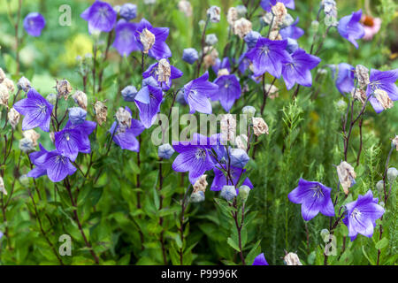 Platycodon grandiflorus ' Mariesii ', fiore palloncino Foto Stock