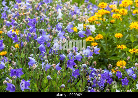 Platycodon grandiflorus ' Mariesii ', fiore palloncino Foto Stock