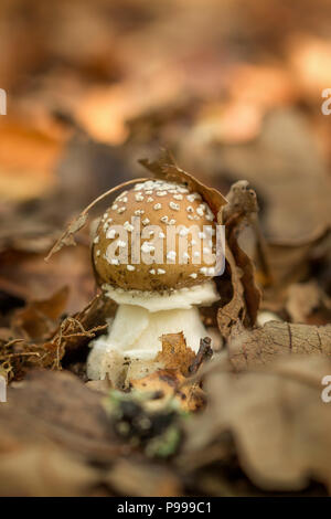Primo piano della pantera fungo tappo Foto Stock