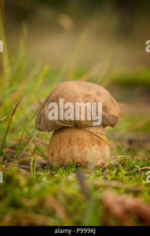 Bella penny bun fungo su la foresta Foto Stock