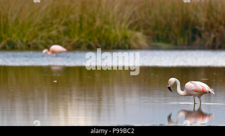 Coppia di Fenicotteri cileni (Phoenicopterus chilensis) passeggiate sul lago di alimentazione Foto Stock