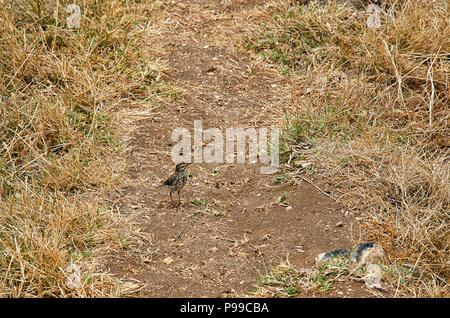 Passerine piccolo uccello chiamato Berthelot's pipit (Anthus berthelotii) nel suo ambiente naturale. Esso razze di Madera e delle isole Canarie. È fou Foto Stock