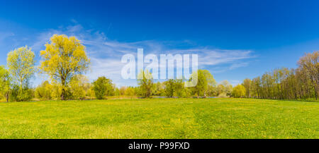 Bella estate primavera paesaggio con alberi verdi e Campo dei Fiori a margherita Foto Stock