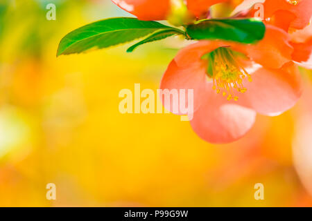 Bella primavera la natura dello sfondo. Closeup fiore banner con copia spazio. Bellissimo concetto Natura, ispiratrice natura design Foto Stock