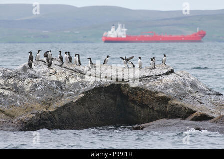 Il cui mare? Guillemots comune o murres (Uria allge), con una spedizione commerciale nave dietro. Suono Bressay, Shetland Foto Stock