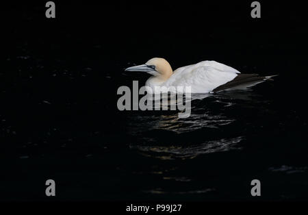 Northern gannet (Morus bassanus) in ingresso al mare grotta, Noss, Shetland Foto Stock