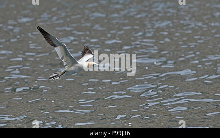 Northern gannet (Morus bassanus) in volo sopra il mare, Noss, Shetland Foto Stock