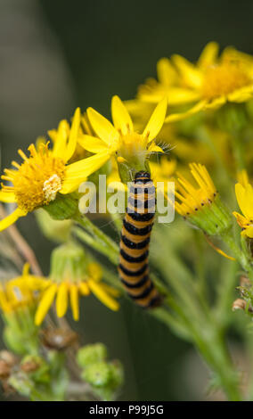 Il cinabro moth caterpillar off alimentazione un fiore di erba tossica. Foto Stock