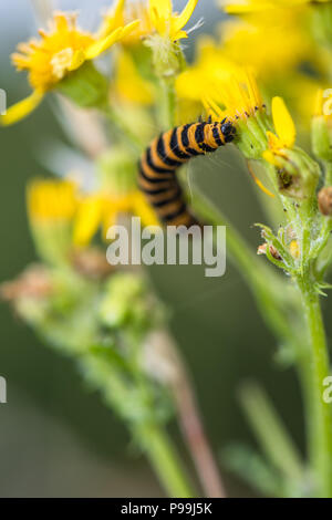 Il cinabro moth caterpillar off alimentazione un fiore di erba tossica. Foto Stock