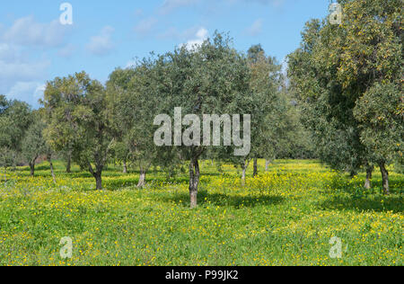 Uliveti fiori gialli, Cuglieri, Sardegna, Italia Foto Stock