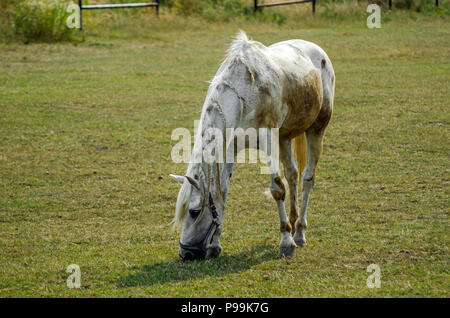 Grigio cavallo skinny mare nutrite al pascolo nel giorno di estate in Szalsza, Slesia Upland, Polonia. Foto Stock