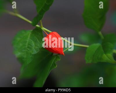 Il cinese lanterna Fiore Foto Stock