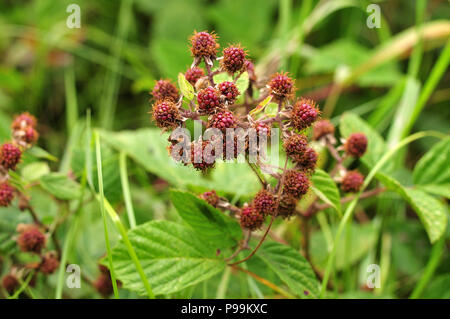 More, rubus sezione rubus, maturazione a pianta spinosa in estate Foto Stock