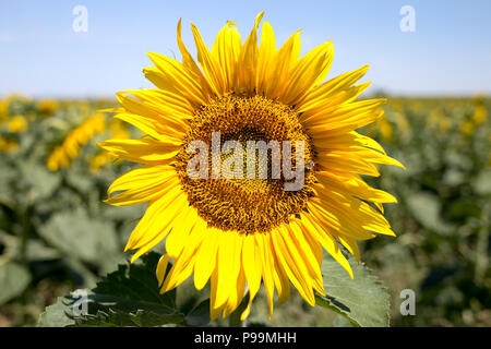 Girasole singolo in crescita nel campo con il blu del cielo e la luce del sole Foto Stock