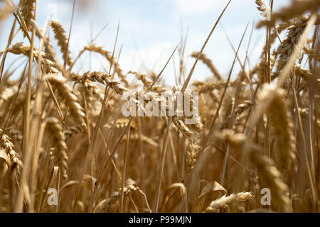 In primo piano del campo di grano contro il cielo chiaro Foto Stock