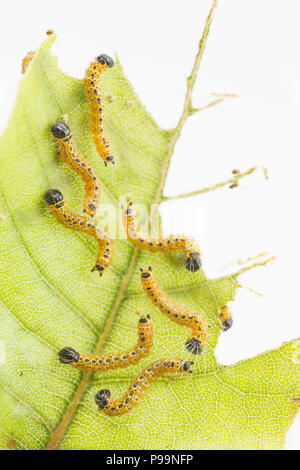 I capretti buff-punta moth bruchi, Phalera bucephala, circa 7mm trovato da tempo l'alimentazione sulle foglie di faggio e fotografati in studio. I bruchi fe Foto Stock