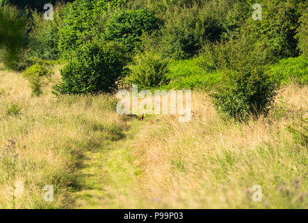 Rosso europeo volpe (Vulpes vulpes) quattro cubs giocando su una riserva naturale nel Herefordshire UK campagna. Giugno 2018 Foto Stock