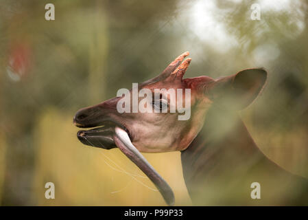 Okapi close up ritratto di egsotic animali in pericolo di estinzione, okapi mette la lingua di fuori Foto Stock