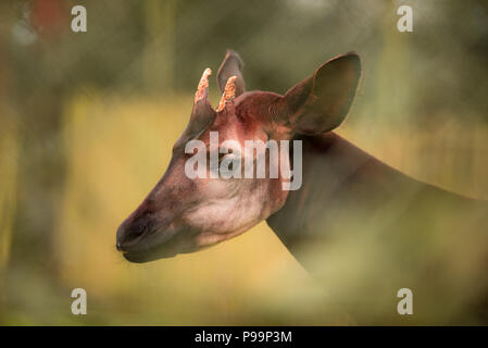 Okapi close up ritratto di egsotic animali in pericolo di estinzione Foto Stock