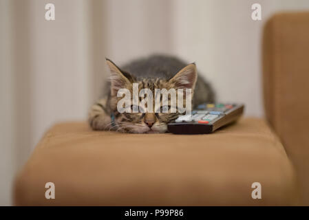 Carino gattino con telecomando cercando annoiato e stanco ritratto, più carini gatto foto, più carino gattino foto annoiato, stanchi, assonnato Foto Stock