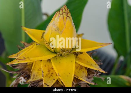 Musella lasiocarpa musaceae golden lotus banana dalla Cina impianto giallo Foto Stock