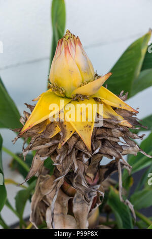 Musella lasiocarpa musaceae giallo bocciolo di golden lotus piante di banana dal Yunnan in Cina Foto Stock