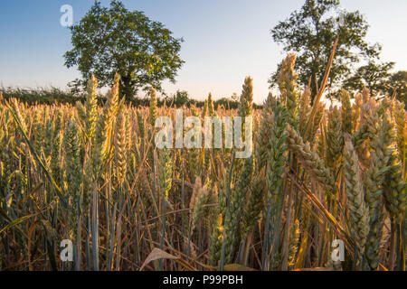 In tarda serata sole su un organico di mais, di frumento o di orzo campo maturazione nell'estate durante il regno unito 2018 ondata di caldo con alberi maturi nella luce del sole dorato Foto Stock