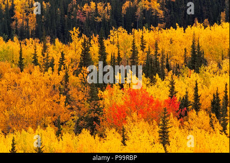 Gli alberi di picco in autunno a colori nel Parco Nazionale di Denali, Alaska Foto Stock