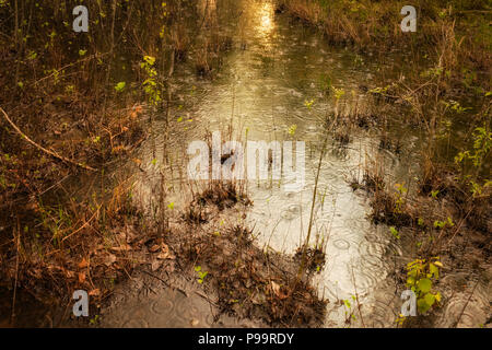 Gocce di pioggia sulla superficie dell'acqua di una piscina d'acqua dolce vernal in Turtle Woods Nature Preserve nel sud-est del Michigan, Stati Uniti Foto Stock