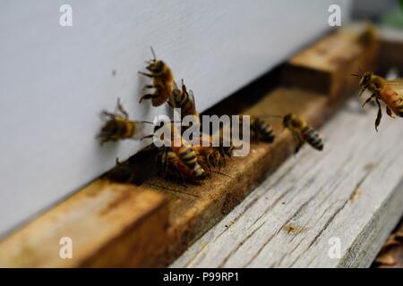 Le api in alveare anteriore ingresso macro close up. Bee battenti ad alveare. Il miele delle api di entrare l'alveare. Arnie in un apiario con api di lavoro battenti per la Foto Stock