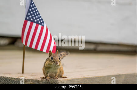 Scoiattolo striado orientale (Tamias Striatus) sorge accanto alla bandiera americana rendere divertente gesti Foto Stock