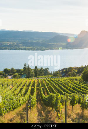 Vista di filari di viti nel vigneto con lago Okanagan, montagne e impostazione di Sun in background in estate Foto Stock