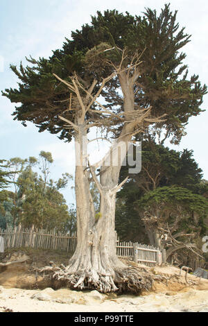 Sradicate albero sulla spiaggia Foto Stock