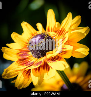 Un sano vivace giallo dorato Black Eyed Susan fiori, isolata. Foto Stock