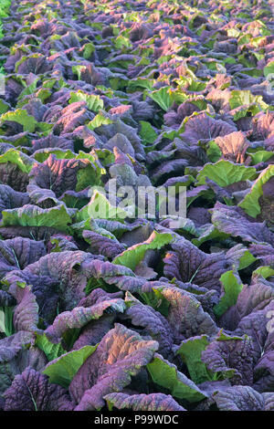 Rosso Verde di senape, " Brassica juncea' in crescita in campo, prima la luce del mattino, inizio Aprile. Foto Stock