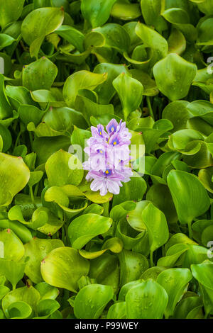 Fioritura giacinto di acqua (Eichhornia Crassipes) in un stagno di Montego Bay, Giamaica. Foto Stock