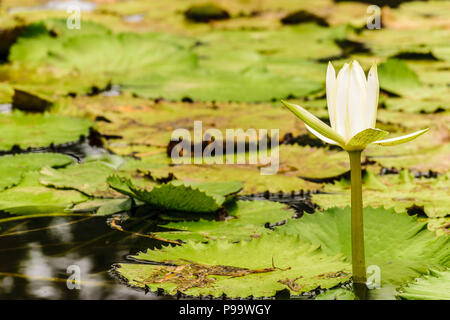 Singola bianco giglio di acqua cresce in un stagno di Montego Bay, Giamaica. Foto Stock