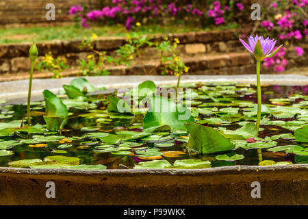 Unico viola giglio di acqua cresce in un stagno di Montego Bay, Giamaica. Foto Stock