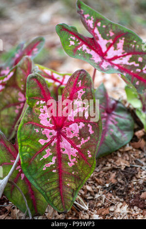 Chiudere fino sulla trama a forma di cuore battente di un tri-color Caladium Kathleen pianta che cresce in Giamaica. Foto Stock