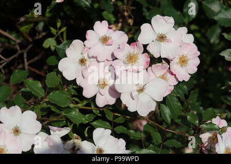 Un mazzetto di bella rosa e bianco rose selvatiche Foto Stock