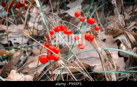 Bacche mature può il giglio della valle in autunno. Foto Stock